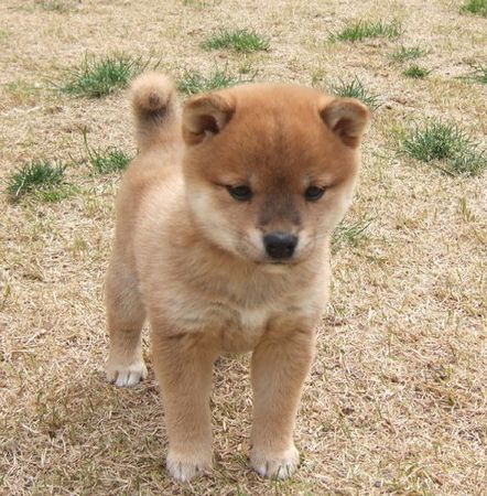 창세기전 ost 트랙