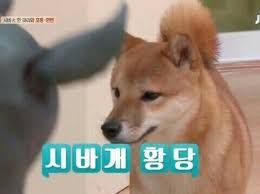 뭔가 어이없을 때 쓸만한 방송용 BGM (일상, 개드립)