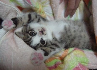고양이 걸음 - Titanrium