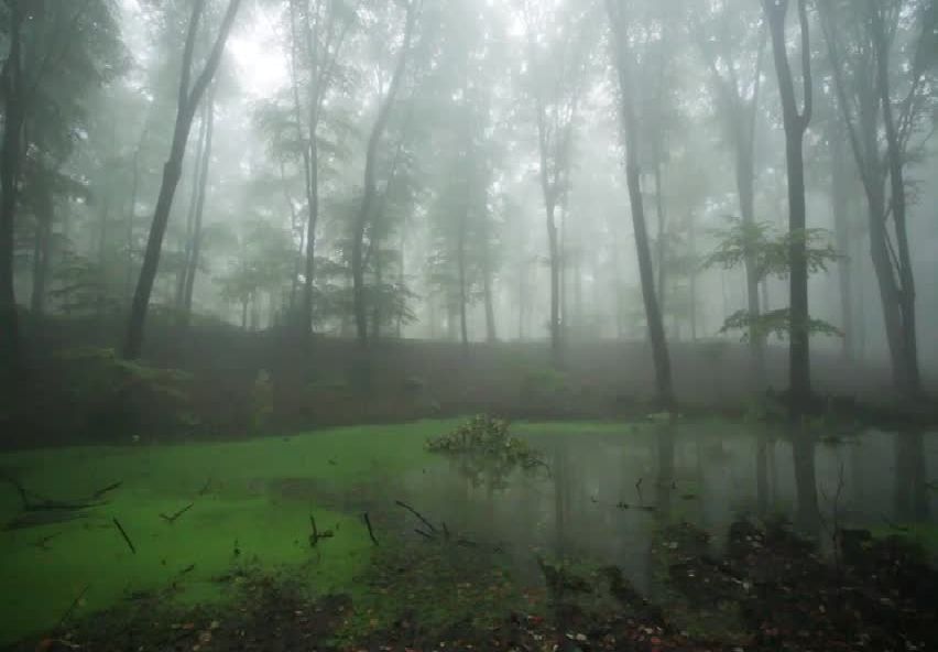 Essbee - rainy garden
