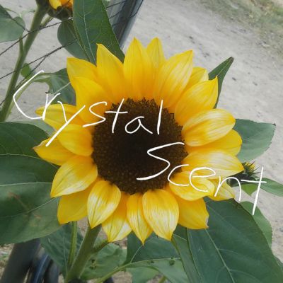 Crystal Scent - Resistance of school bell