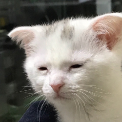 트라이