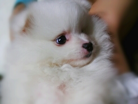 미즈노 타마이시