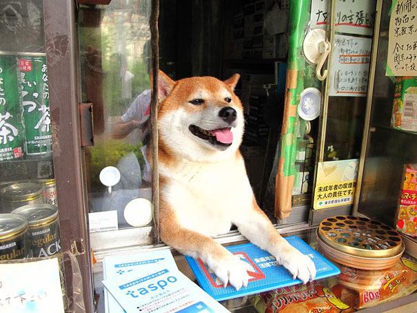 뚱매
