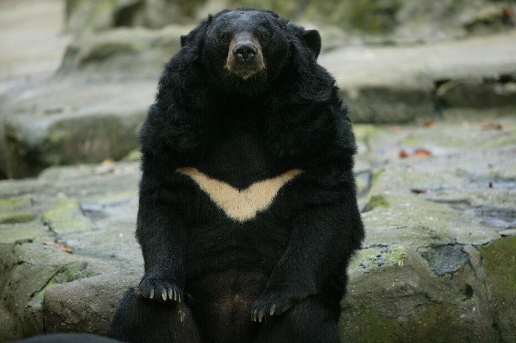 대곰