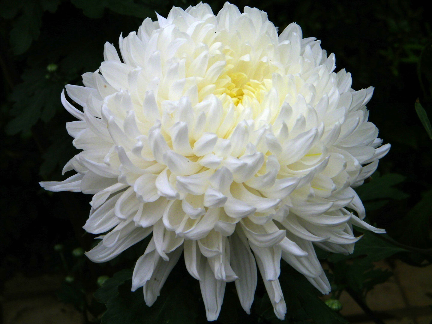 hee_ya - Chrysanthemum Blossom (뉴에이지, 감동, 슬픔, 자작)