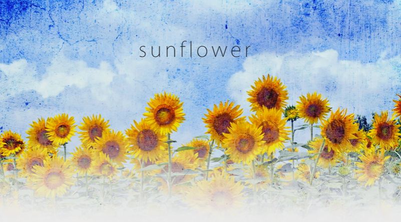 A hisa - Sunflower (활기, 평화)