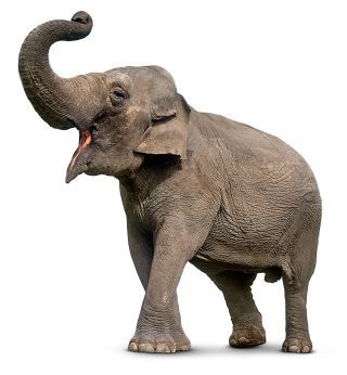 동물의 사육제 코끼리 The elephant (콘트라베이스, 더블베이스, 피아노)
