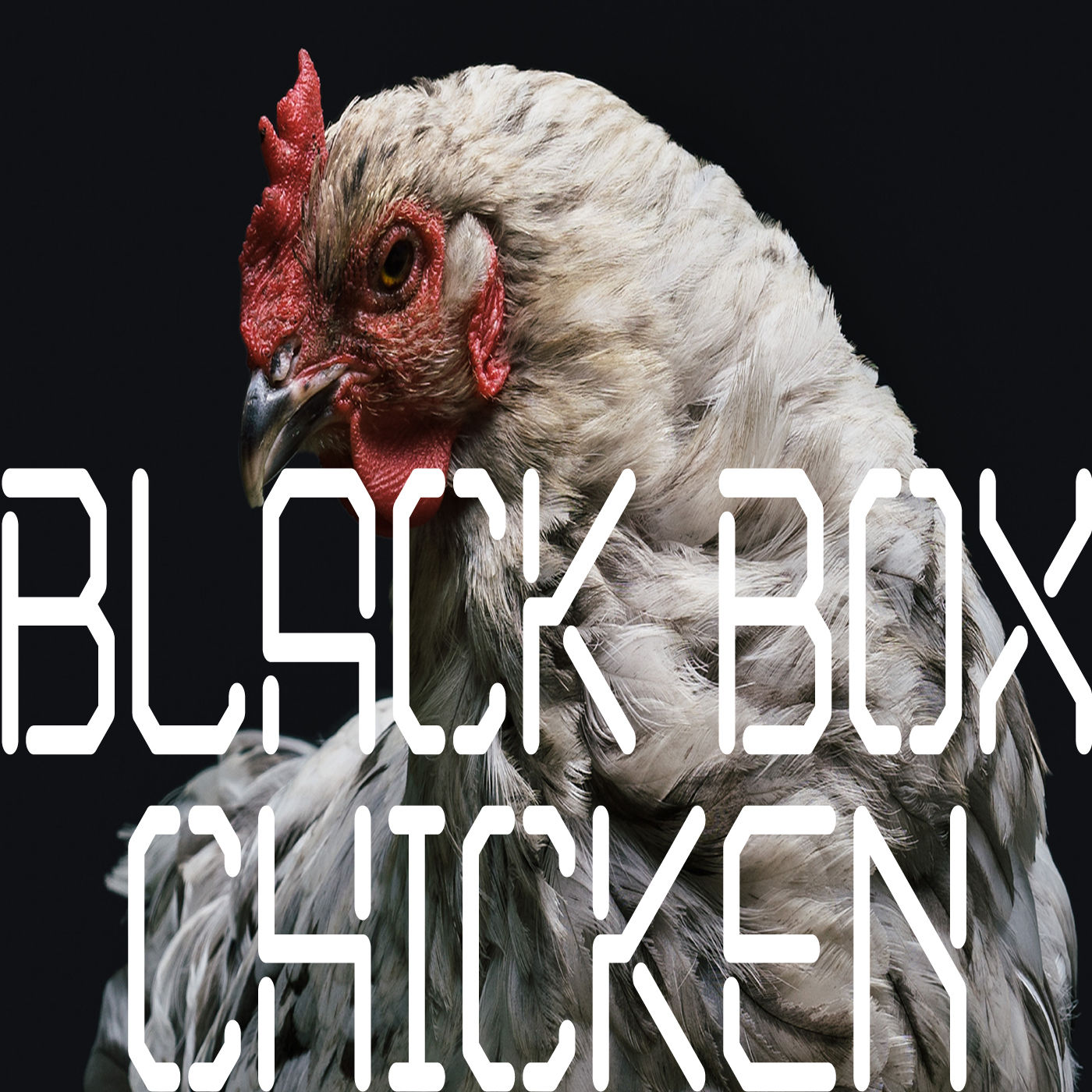 BLACK BOX - Chicken(유머, 엽기, 신남, 비트, 즐거움, 흥겨움, 클럽, 흥함, 활기, 행복, 경쾌, 일렉)