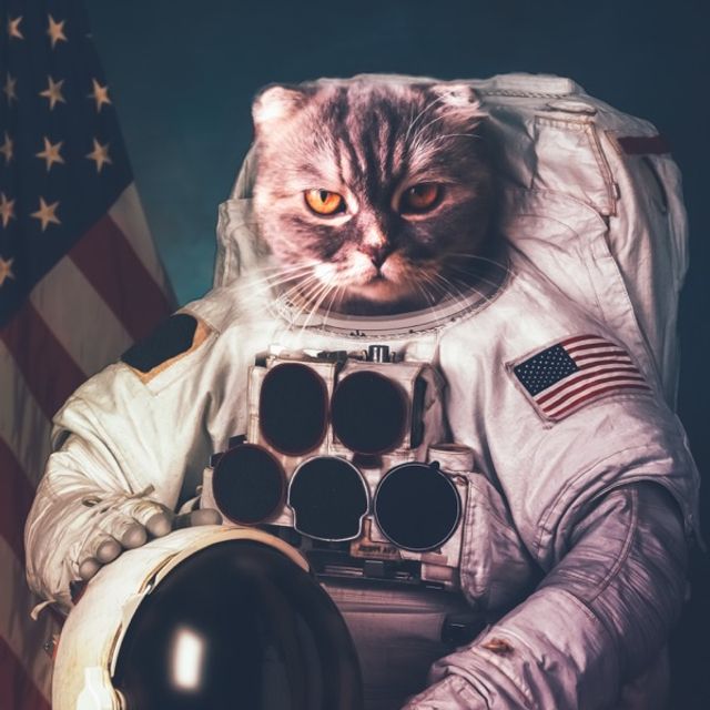 しゃろう (Sharou) - 野良猫は宇宙を目指した (The Stray Cat Aimed for Space) (활기, 희망, 저작권 X)